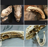 20" Inch Long HUGE AvP Alien Xenomorph Resin Skull 1/2 Scale Collectible Statue Predator Trophy Figure NECA